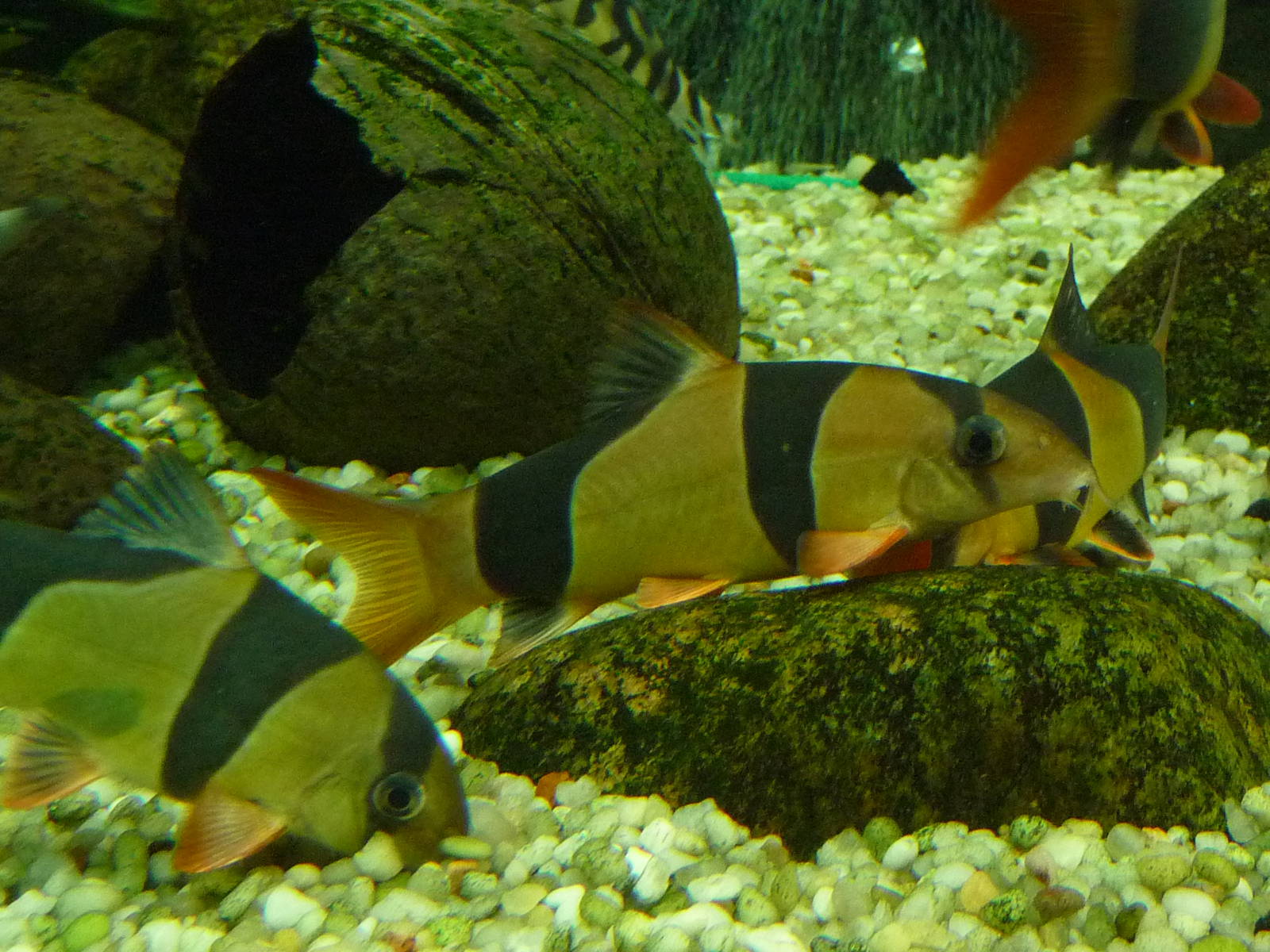 Clown loach