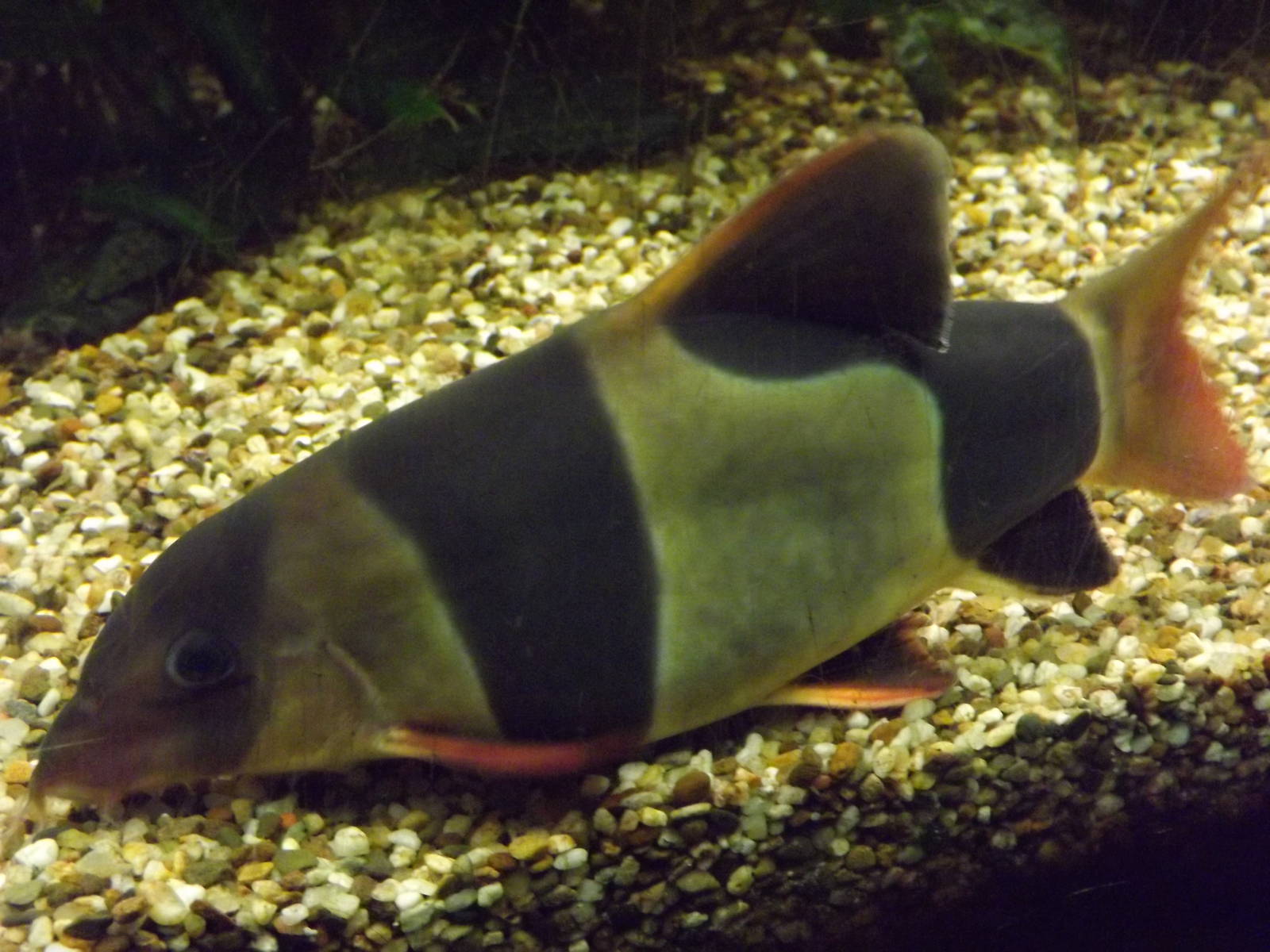Clown Loach