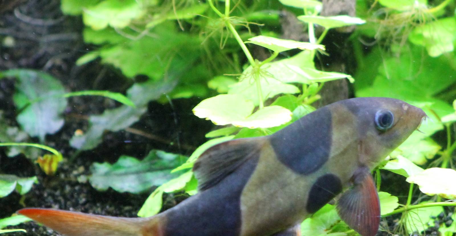 Clown loach