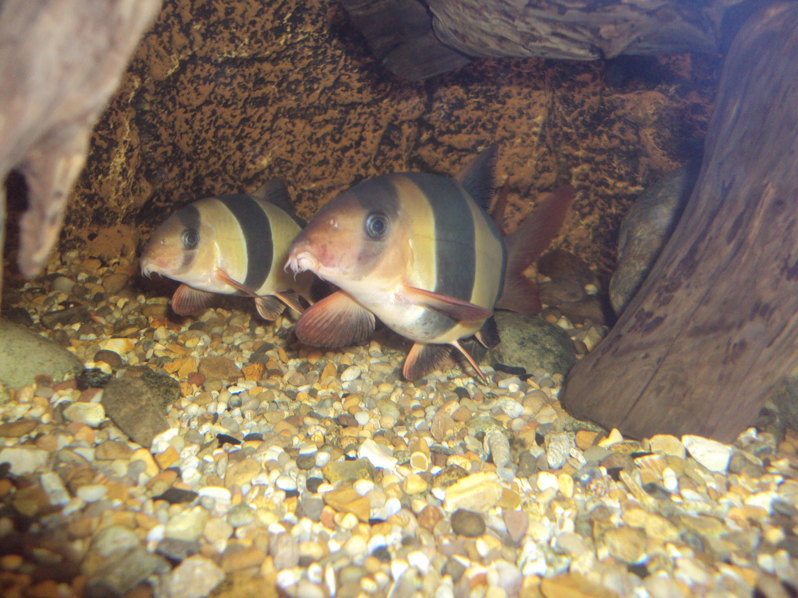 Clown Loach