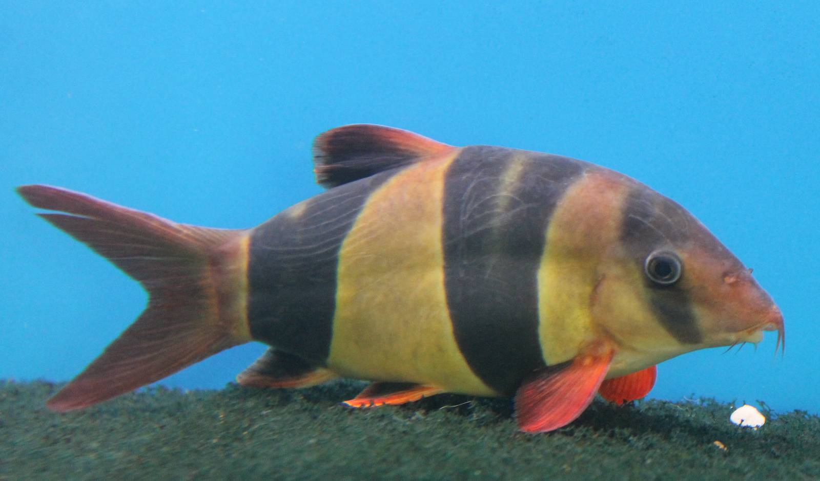 Clown loach