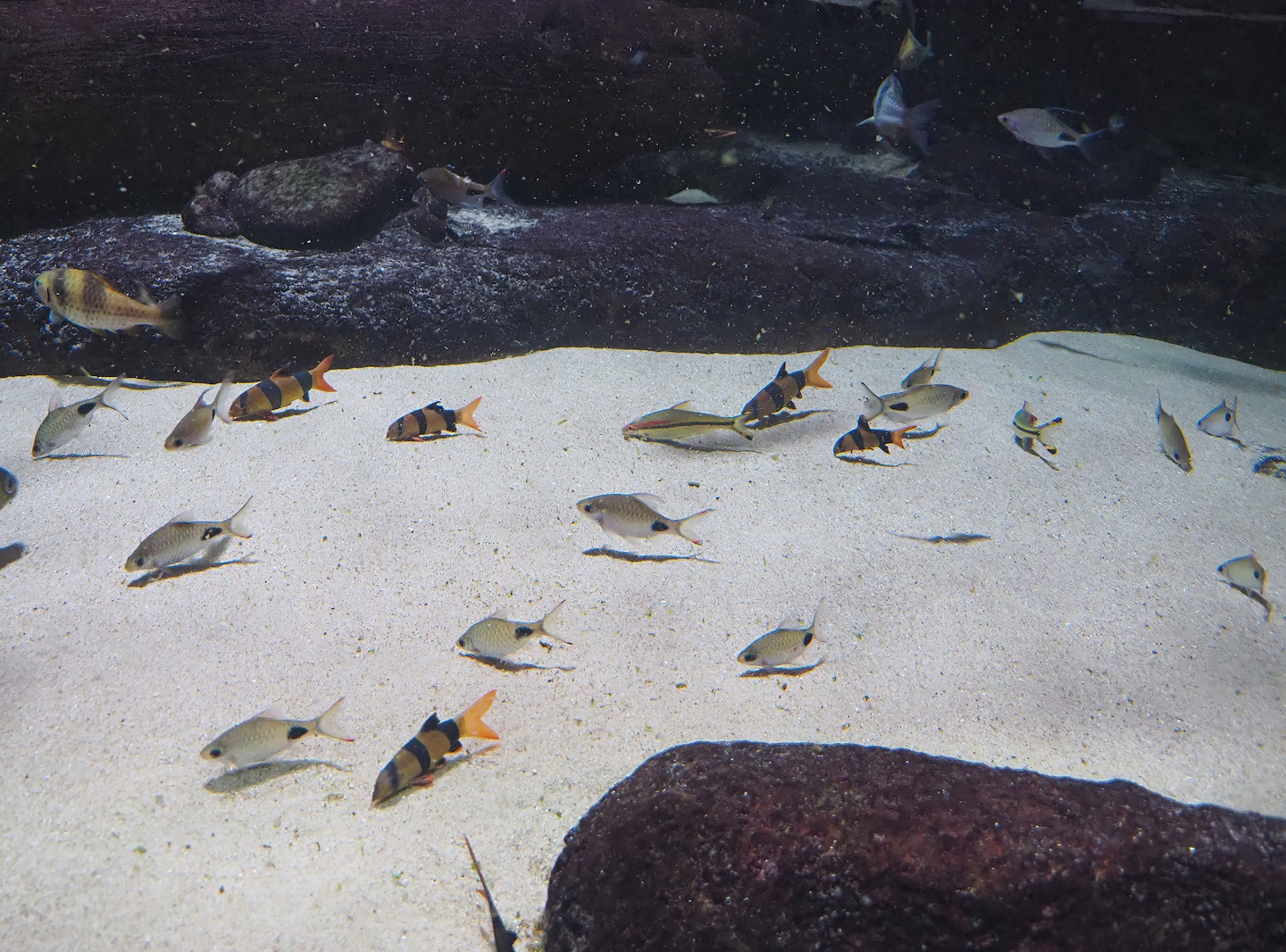 Clown loaches (Chromobotia macracanthus) and Asian barbs, 2022-09-04