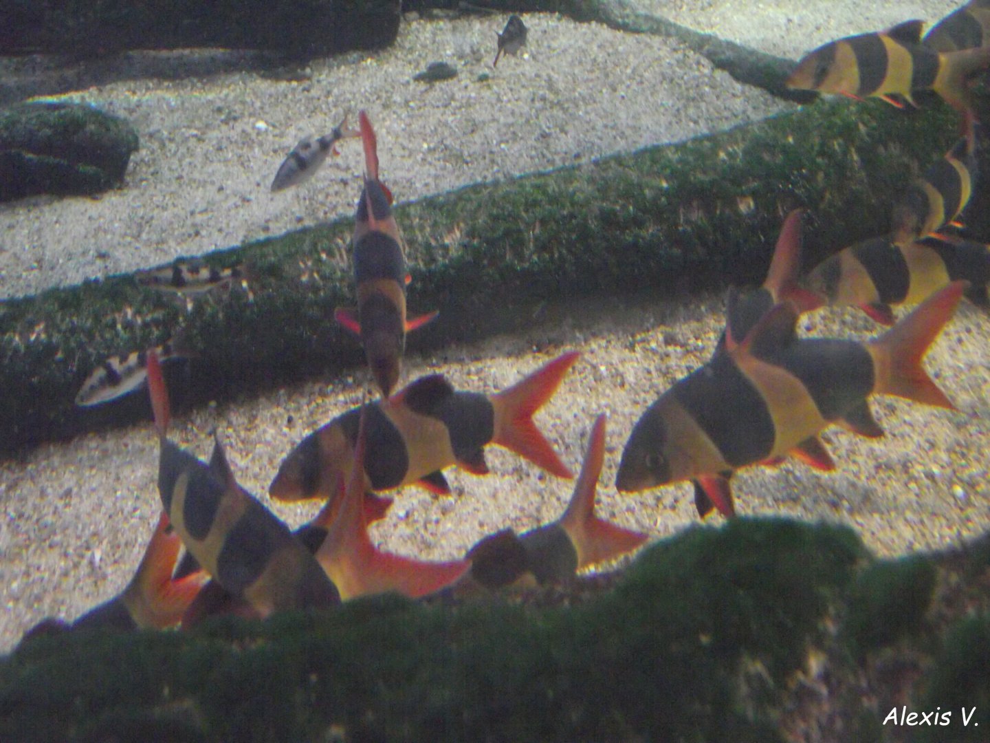 Clown Loaches - Zooparc de Beauval - 10/2020