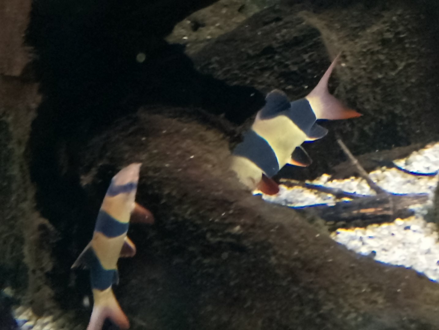 Clown loaches