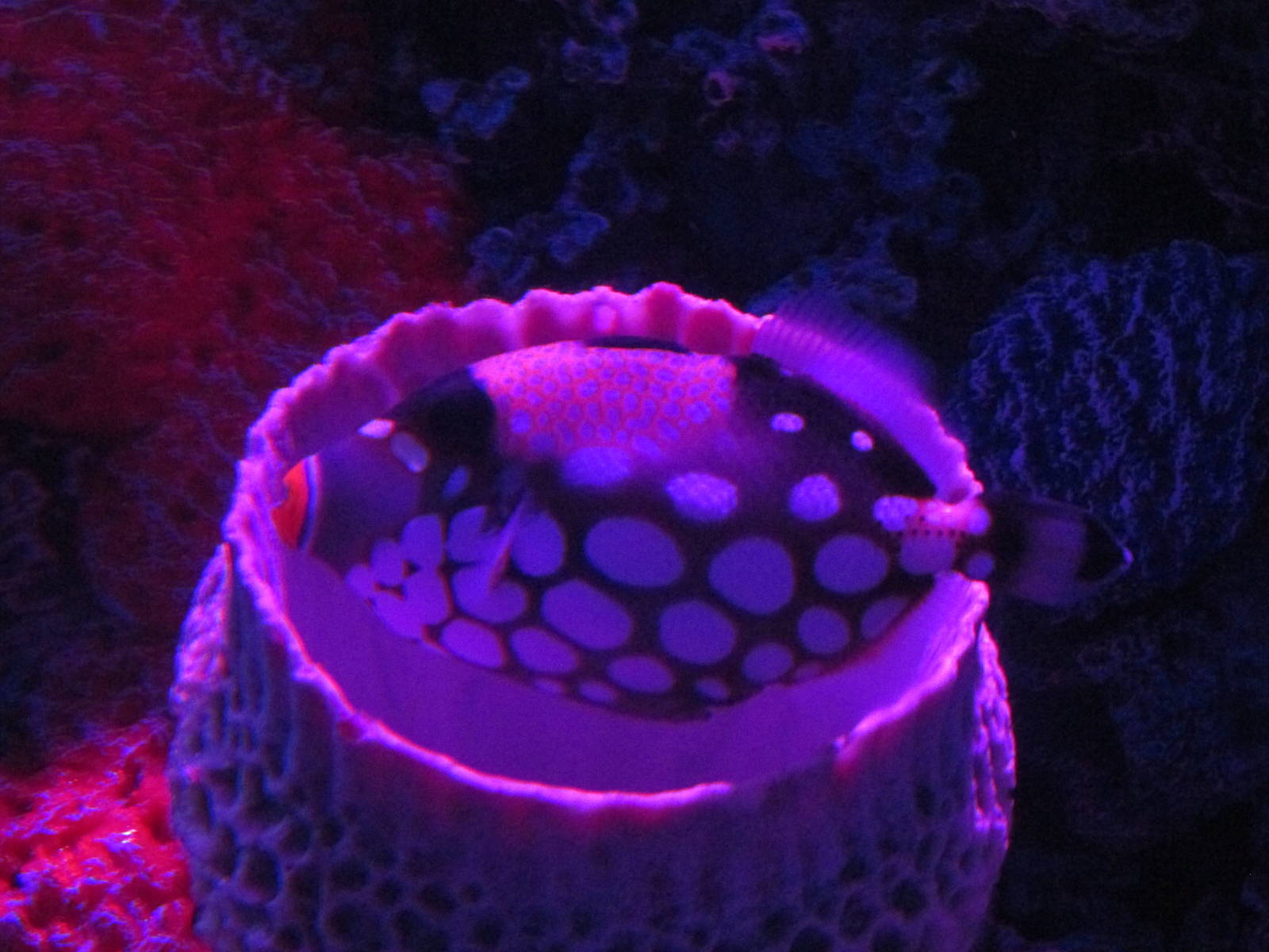 clown or  leopard triggerfish acuario inbursa