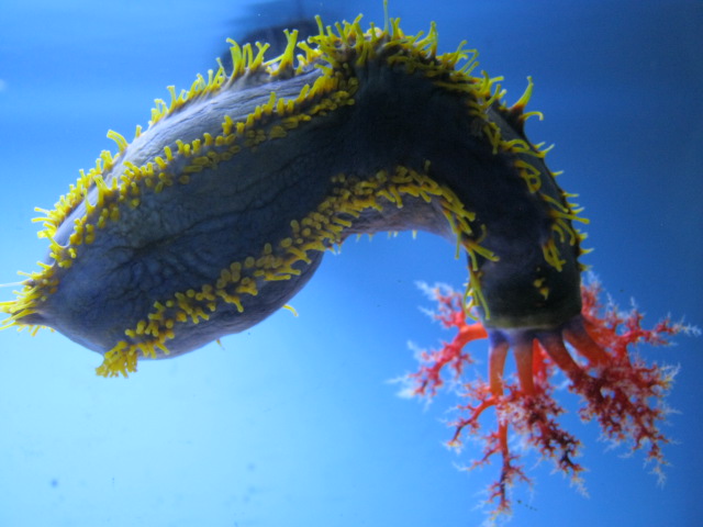 Clown Sea Cucumber 2015