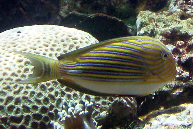 Clown Surgeonfish (Acanthurus lineatus)