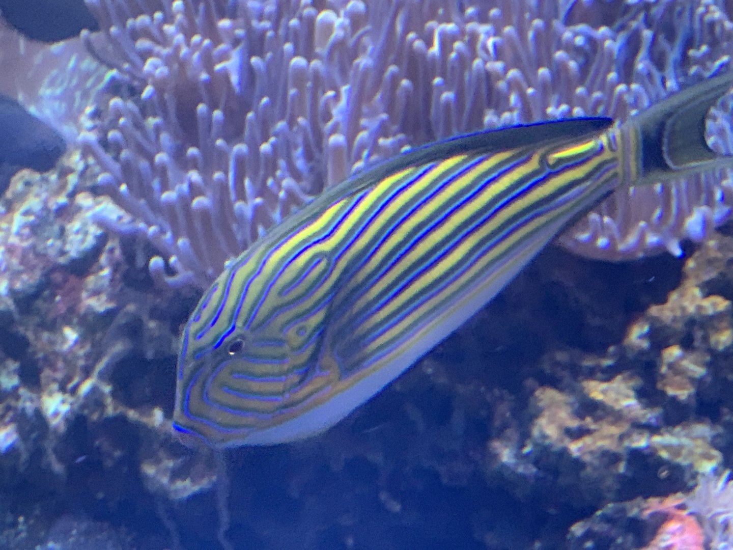 Clown Surgeonfish (Acanthurus lineatus)