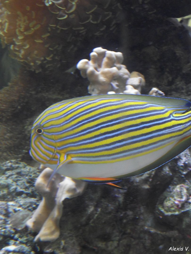 Clown Surgeonfish - Zooparc de Beauval - 03/2022
