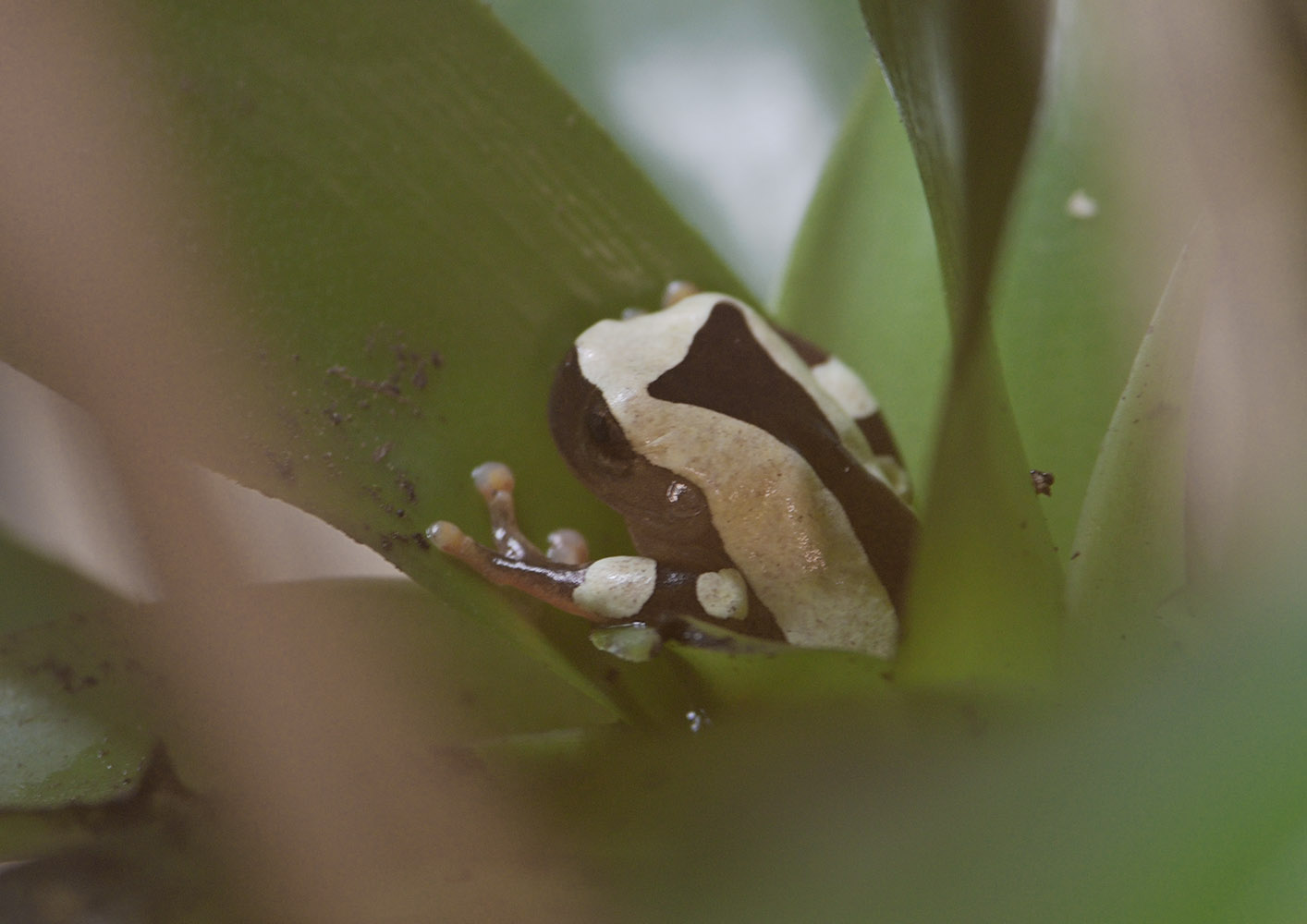 Clown tree frog
