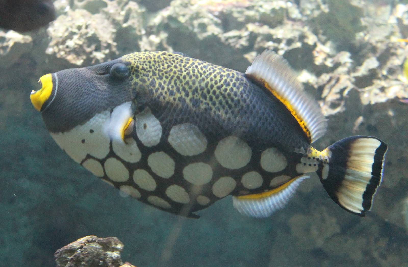 Clown trigger, Balistoides conspicillum