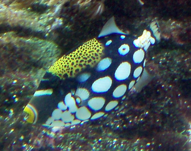 Clown Triggerfish (Balistoides conspicilltum)