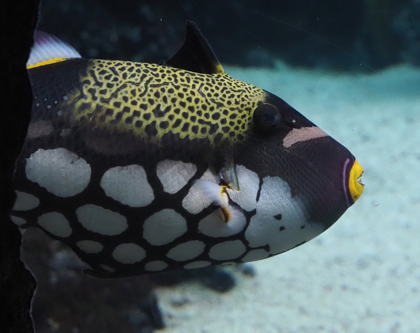 Clown triggerfish (Balistoides conspicillum), 2025-05-17