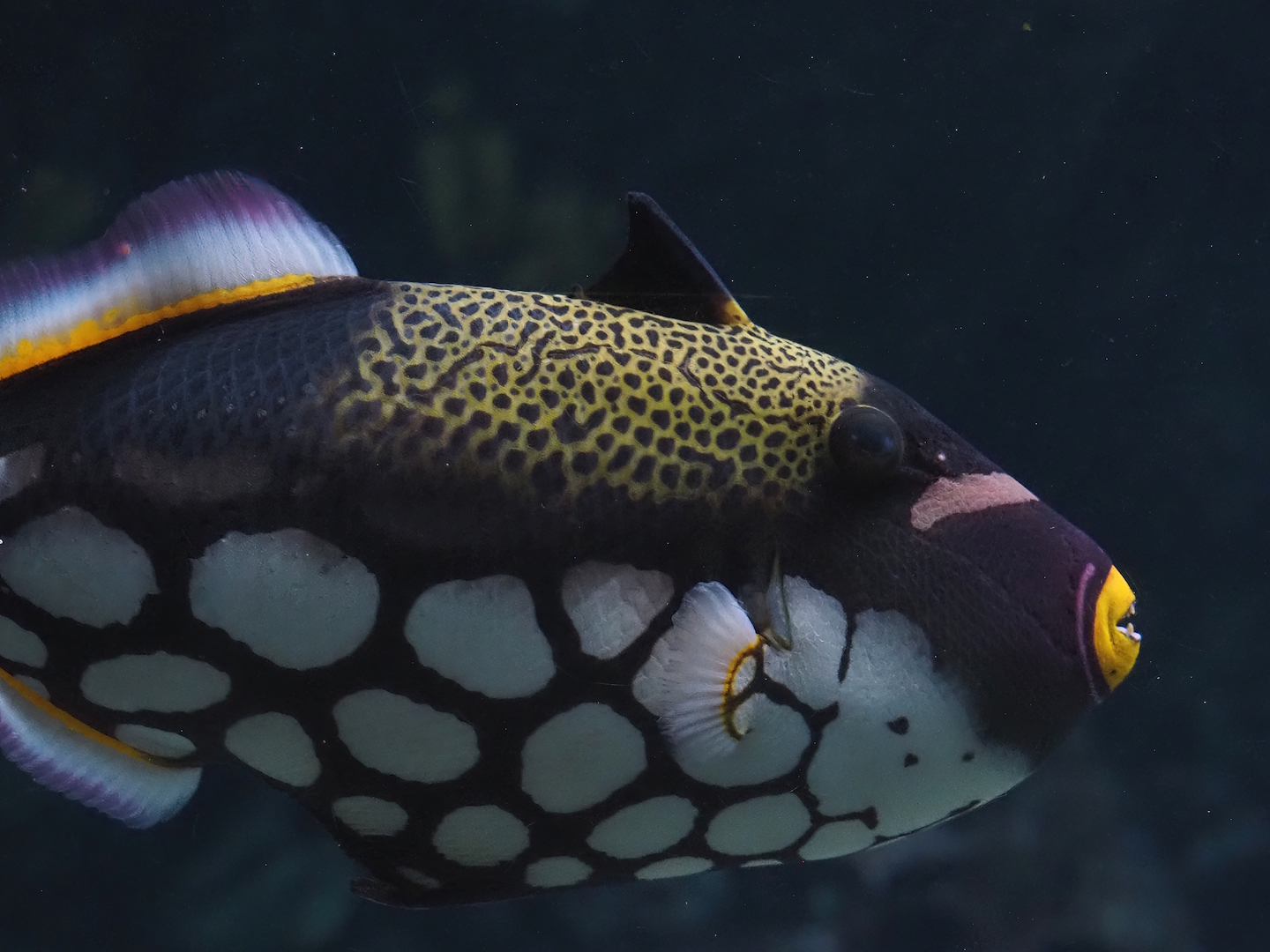 Clown triggerfish (Balistoides conspicillum), 2025-05-17