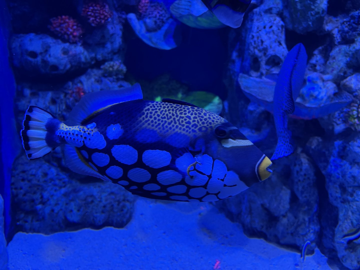 clown triggerfish (balistoides conspicillum) - BX Sea