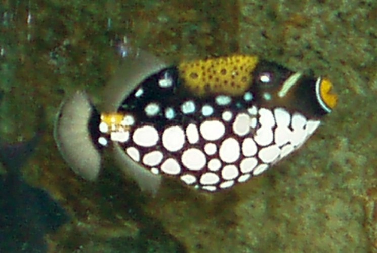 Clown Triggerfish (Balistoides conspicillum)