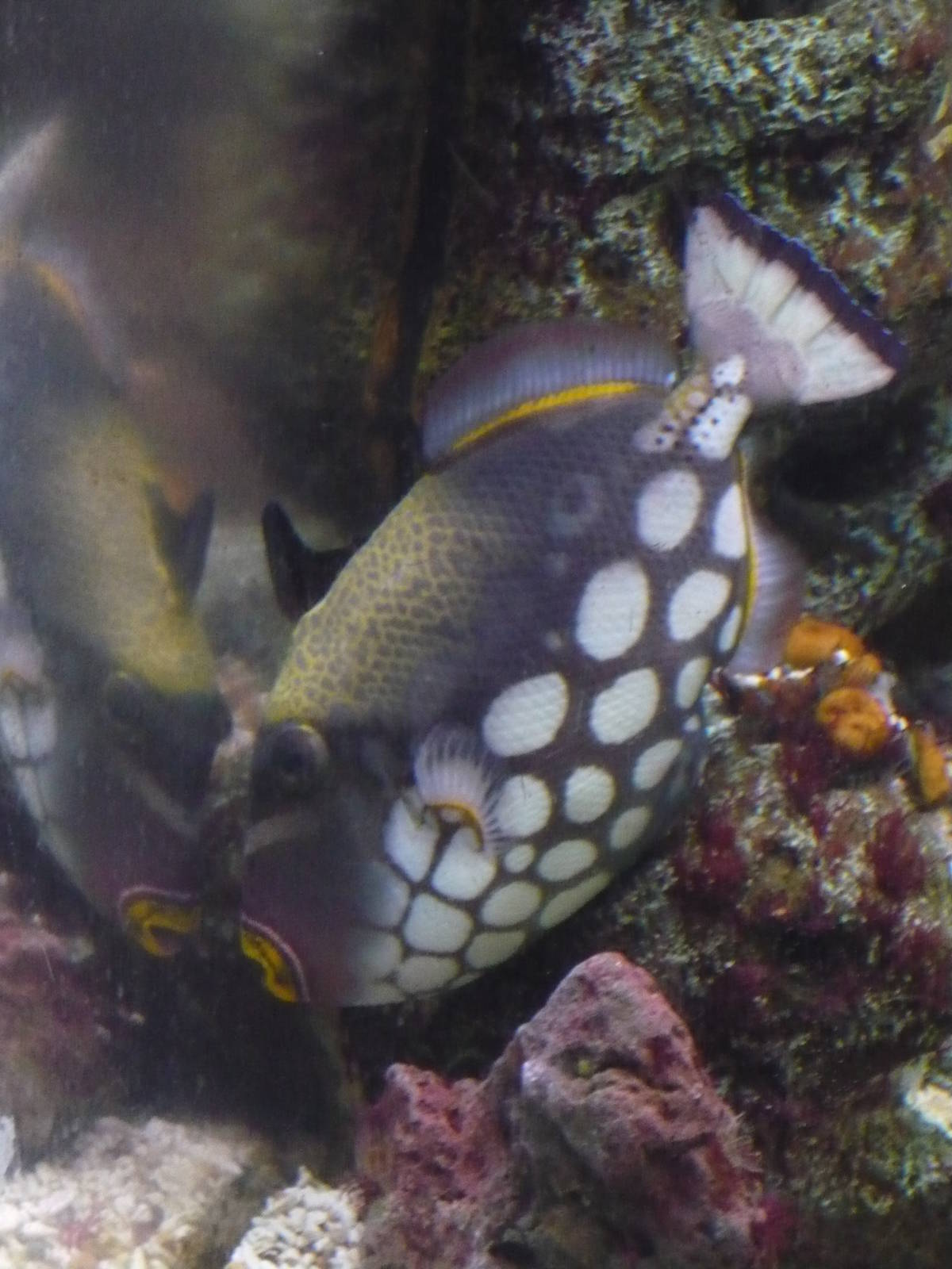 Clown triggerfish (Balistoides conspicillum)