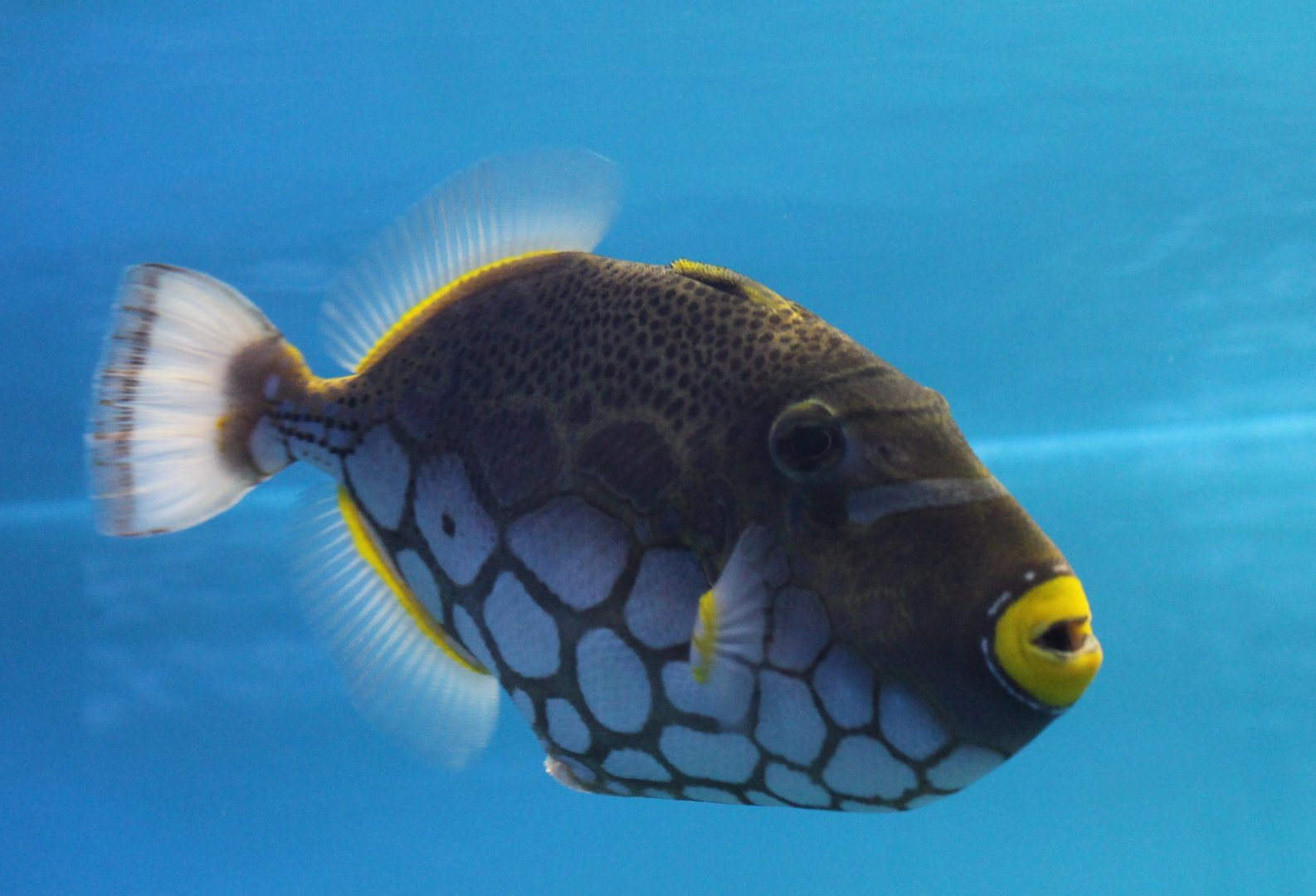 Clown triggerfish - Balistoides conspicillum