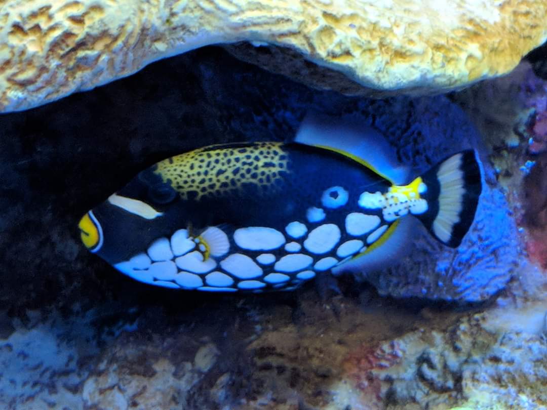 Clown triggerfish (Balistoides conspicillum)