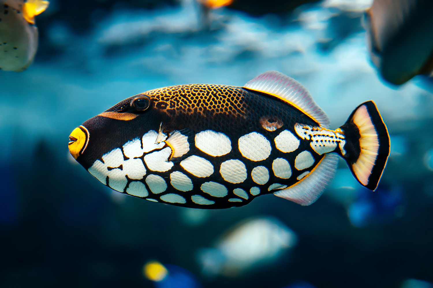 Clown triggerfish (Balistoides conspicillum)