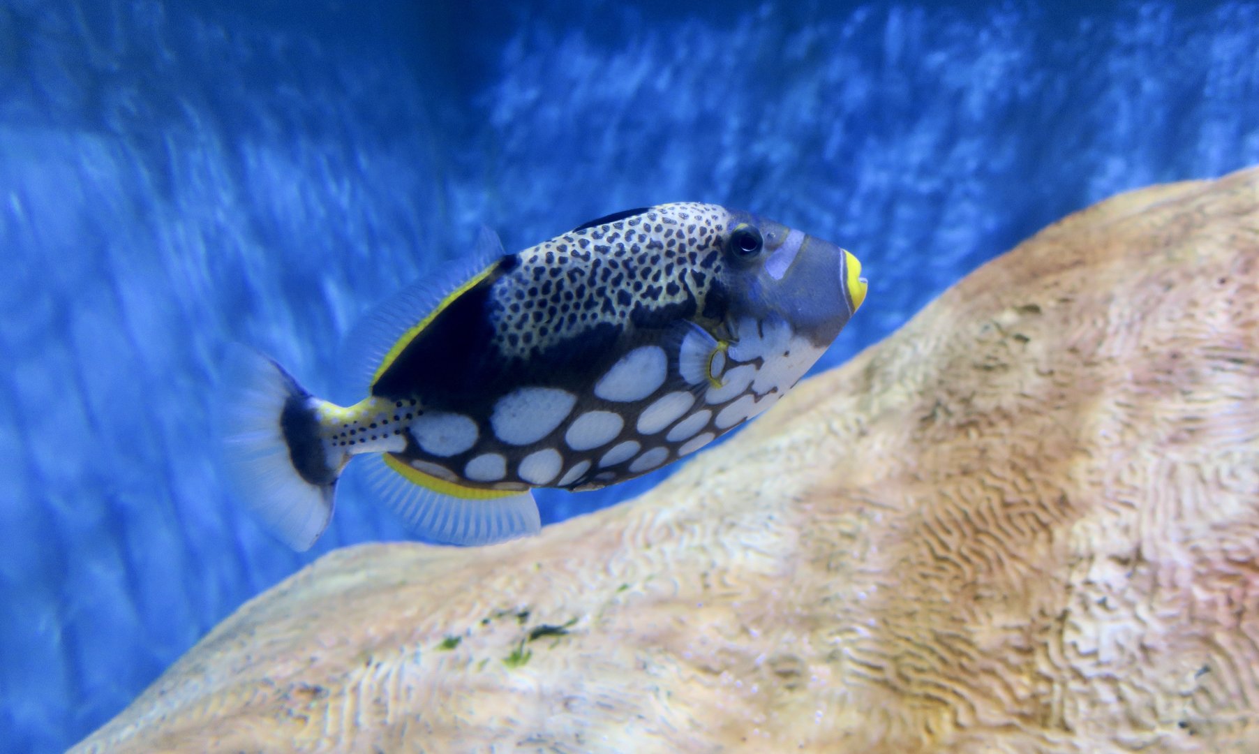 Clown Triggerfish (Balistoides conspicillum)
