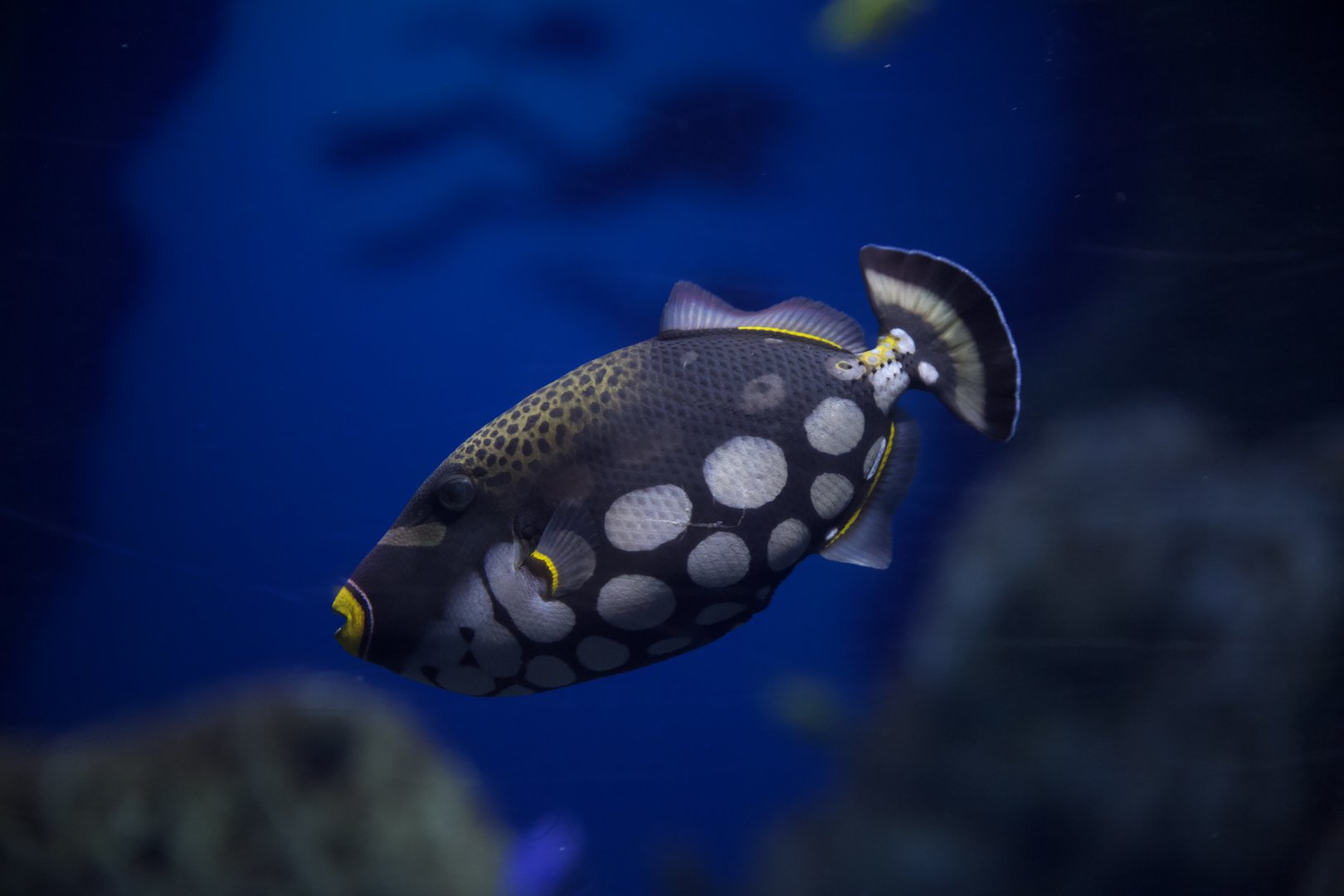 Clown Triggerfish/ Balistoides conspicillum