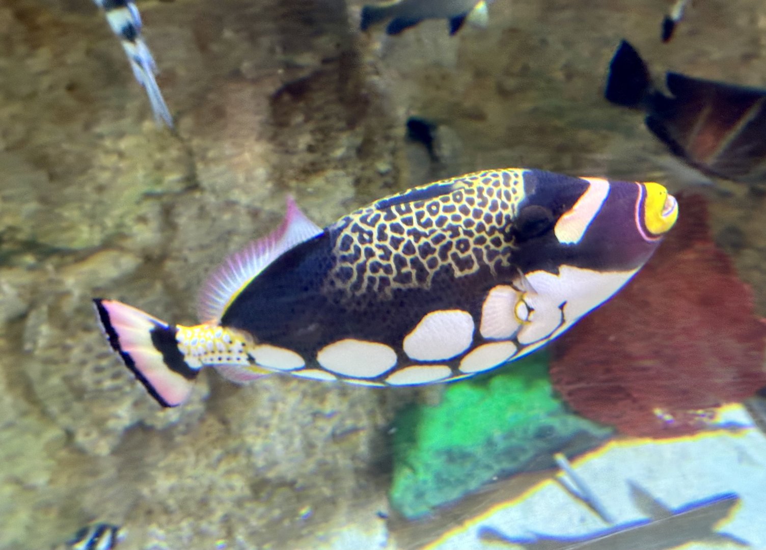 Clown triggerfish (Balistoides conspicillum)