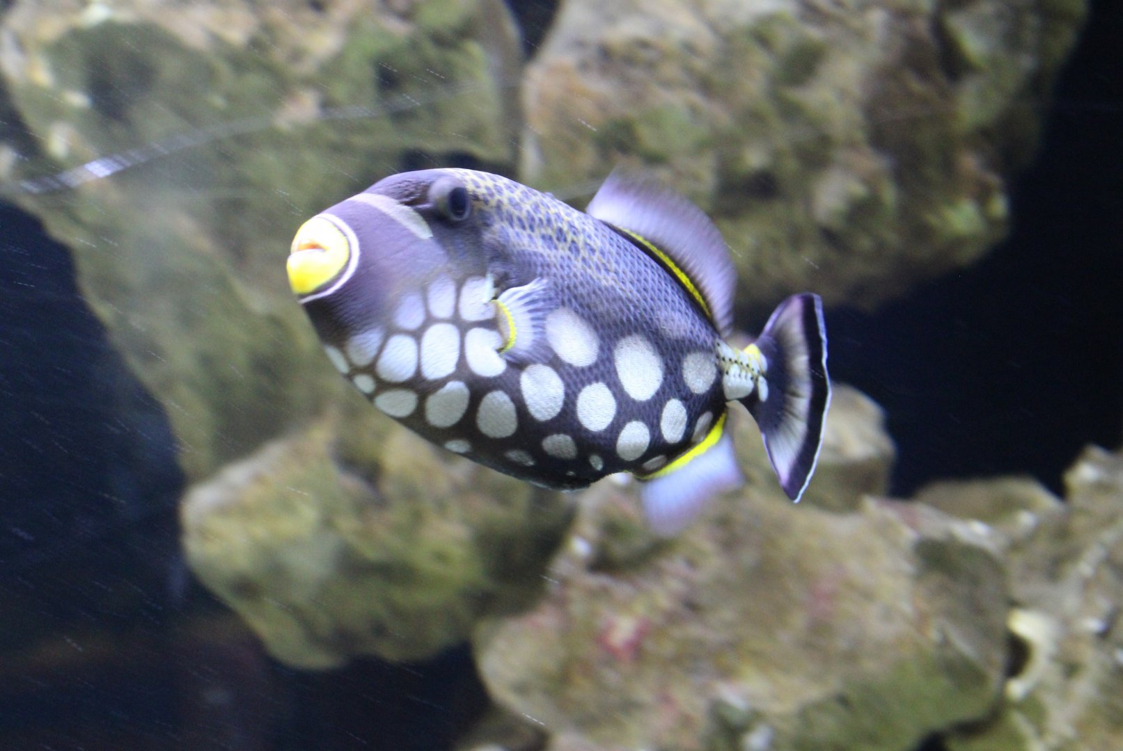 Clown triggerfish - Balistoides conspicillum