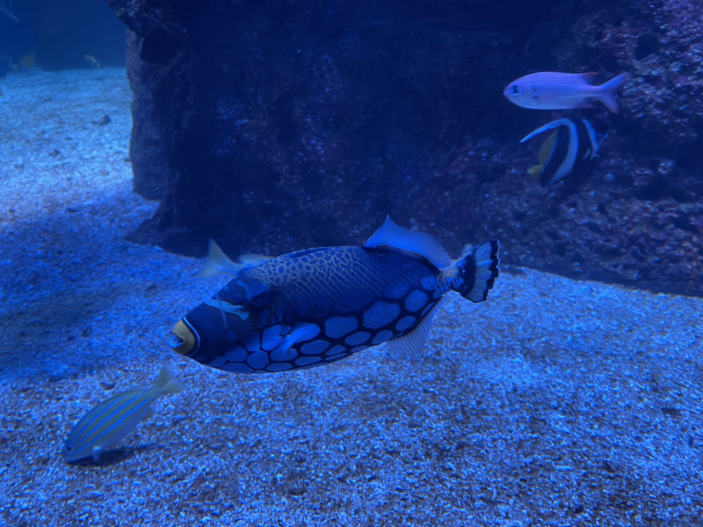 clown triggerfish (balistoides conspicillum)