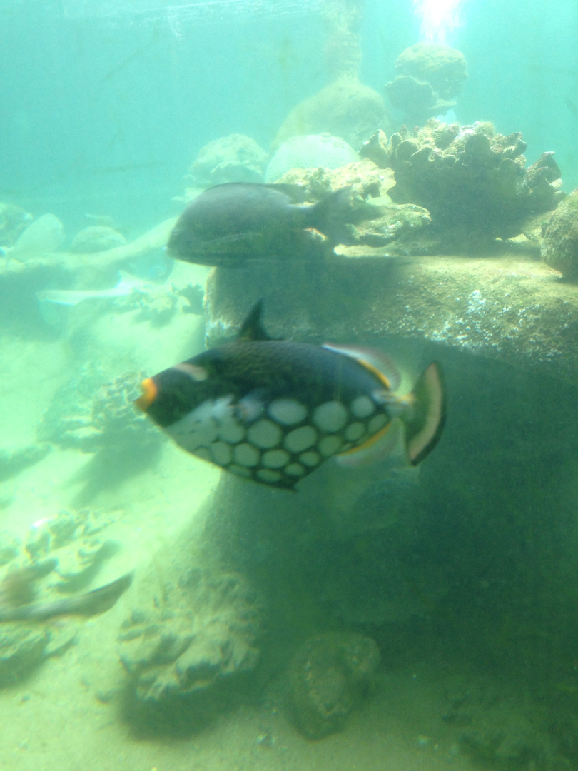 Clown Triggerfish - Neptune's Reefworld 2013