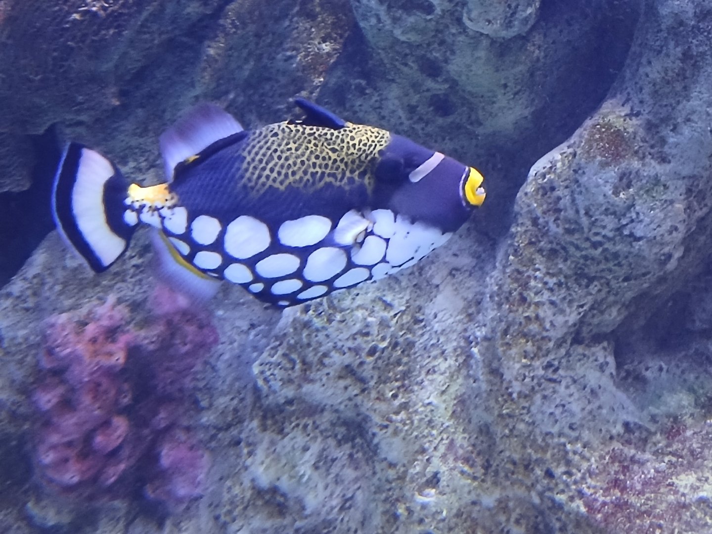 Clown Triggerfish - Seen Jan 29 2025