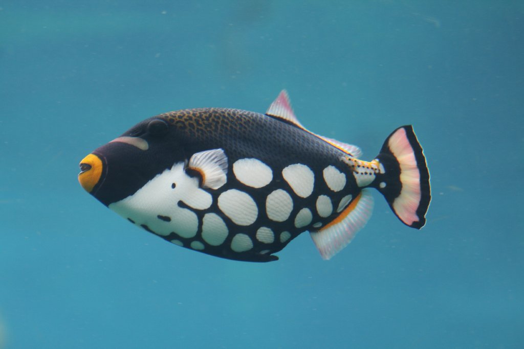 Clown Triggerfish