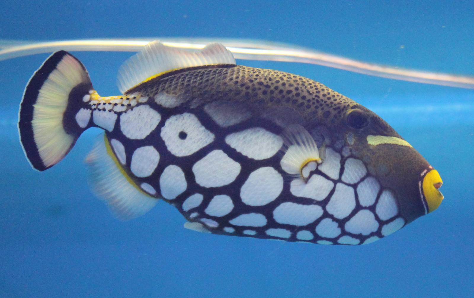 Clown triggerfish