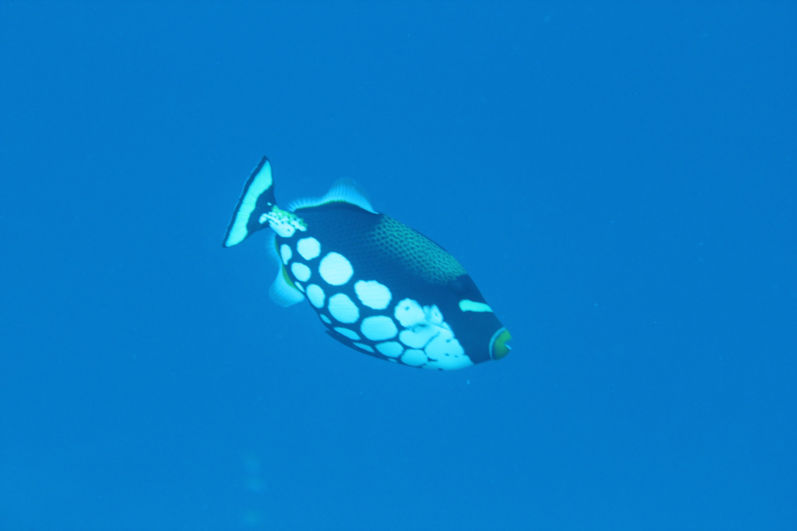 Clown Triggerfish