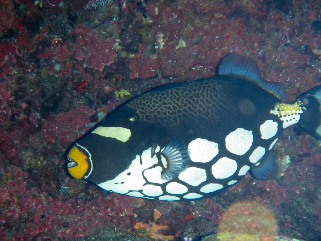 Clown Triggerfish