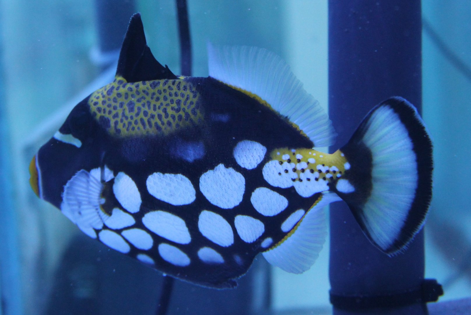 Clown Triggerfish