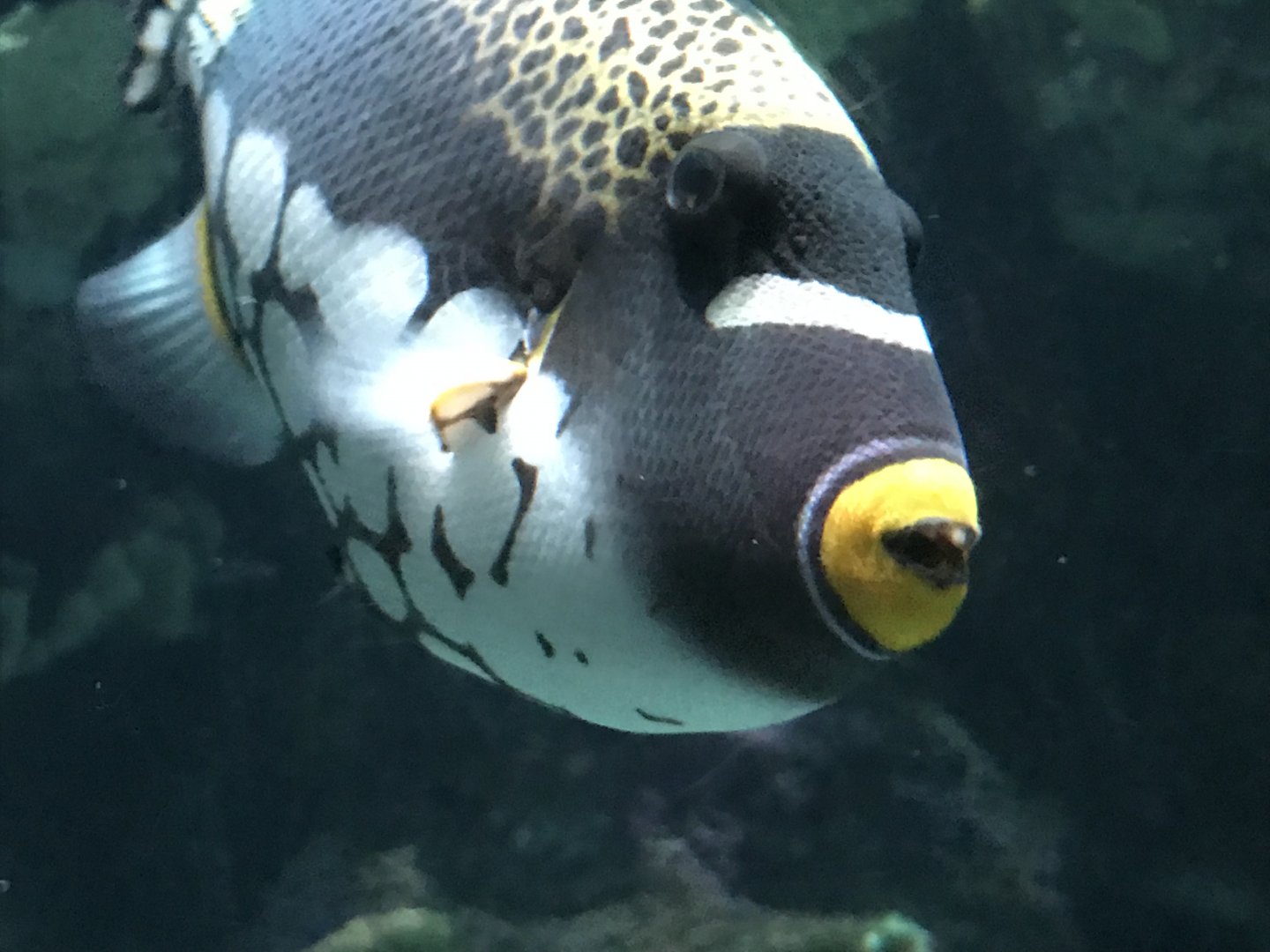 Clown Triggerfish