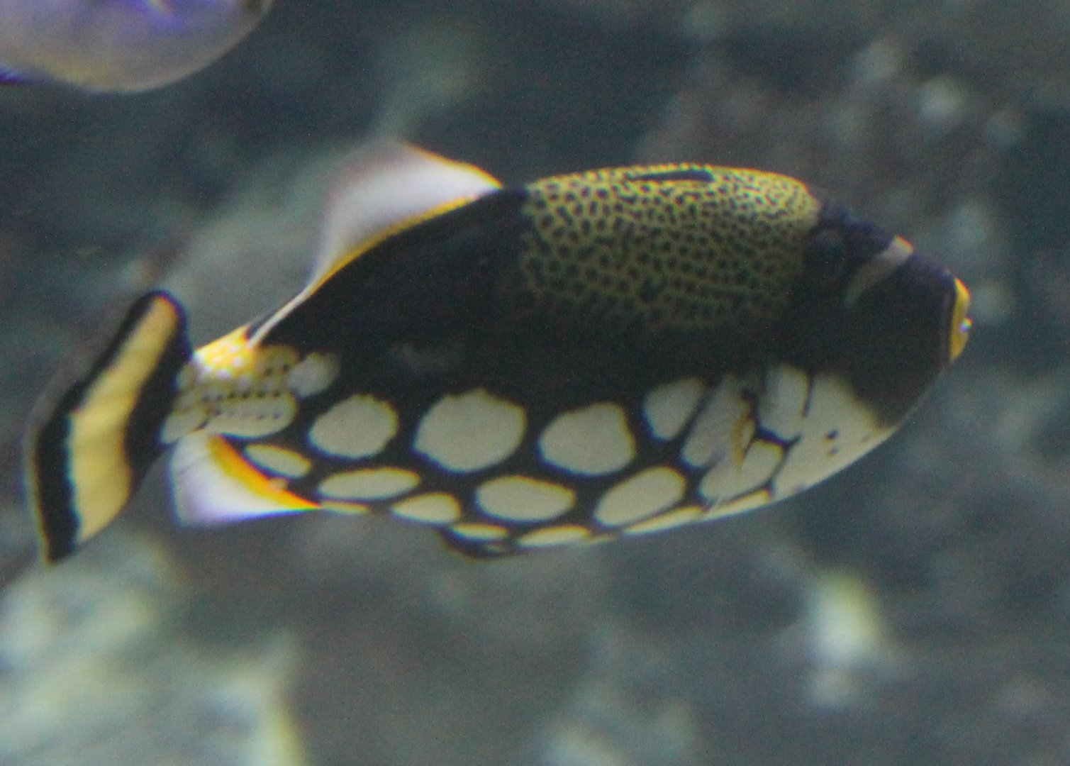 Clown triggerfish