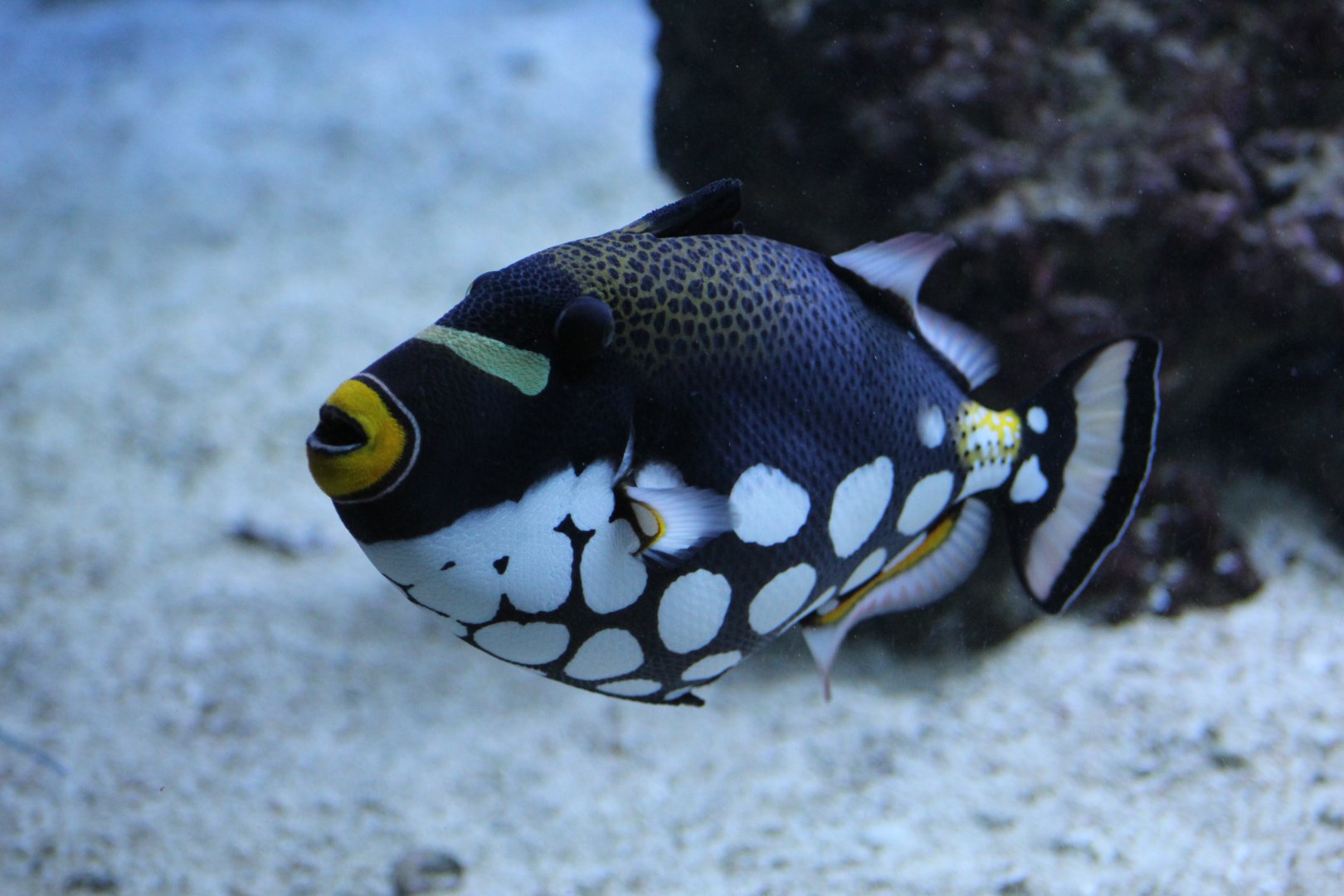Clown Triggerfish