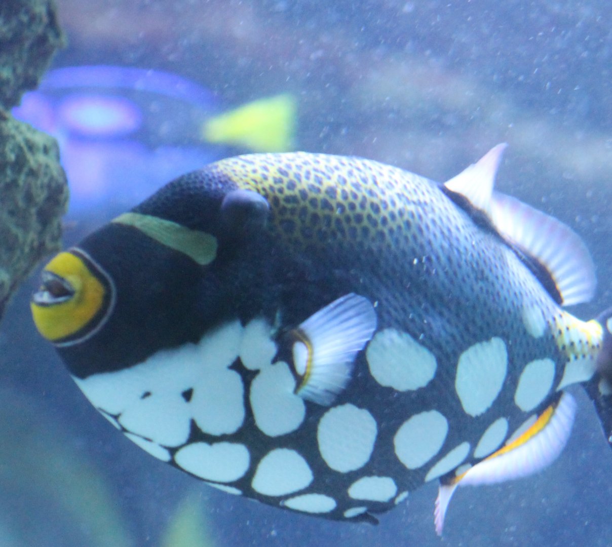 Clown triggerfish