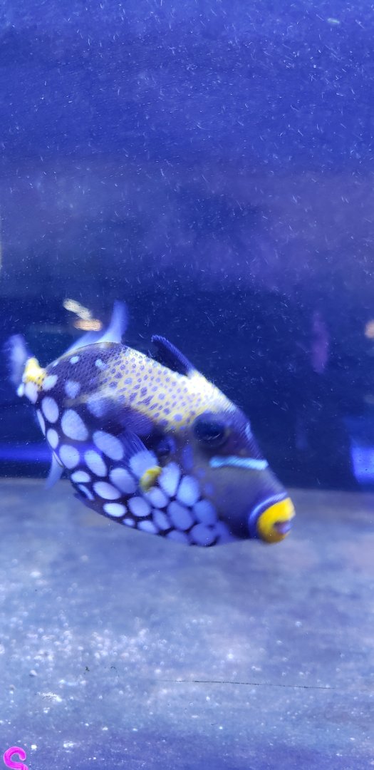 Clown Triggerfish