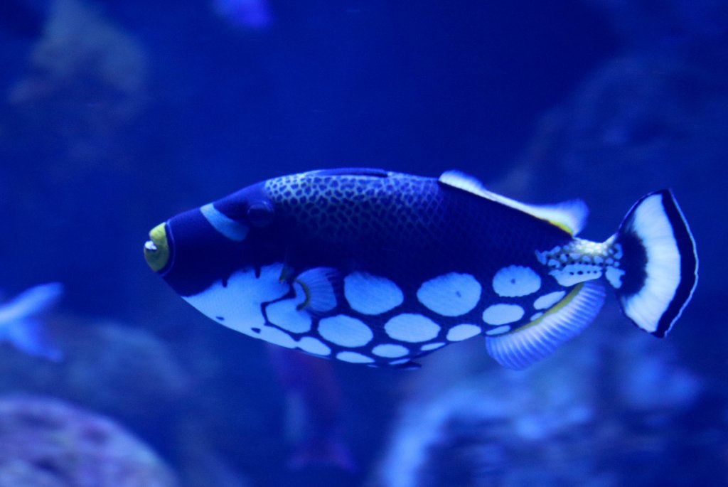 Clown Triggerfish