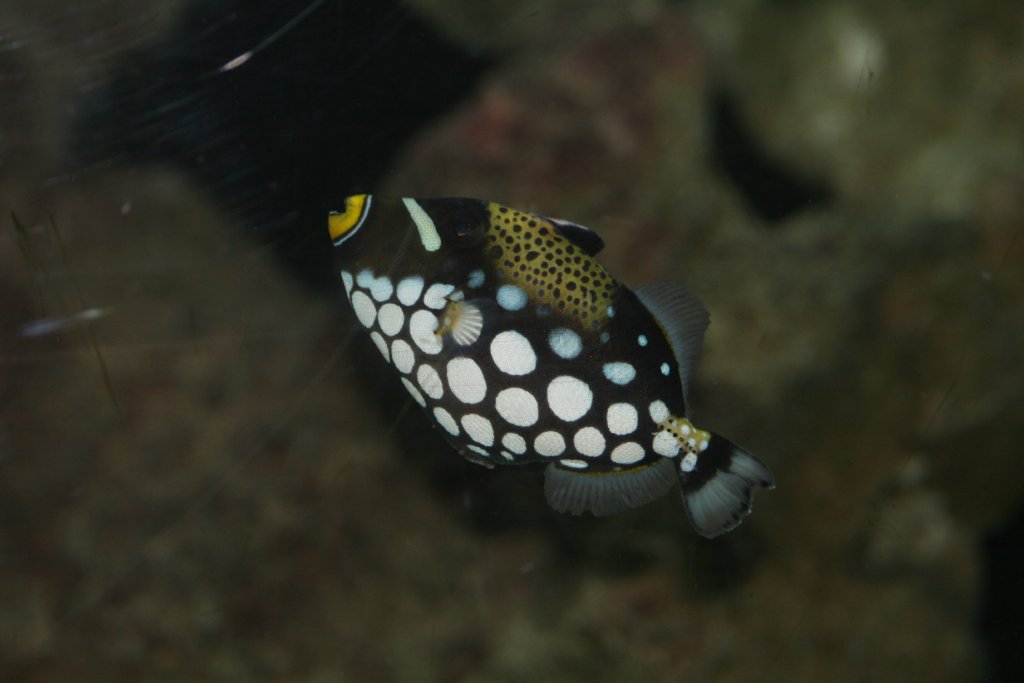 Clown Triggerfish