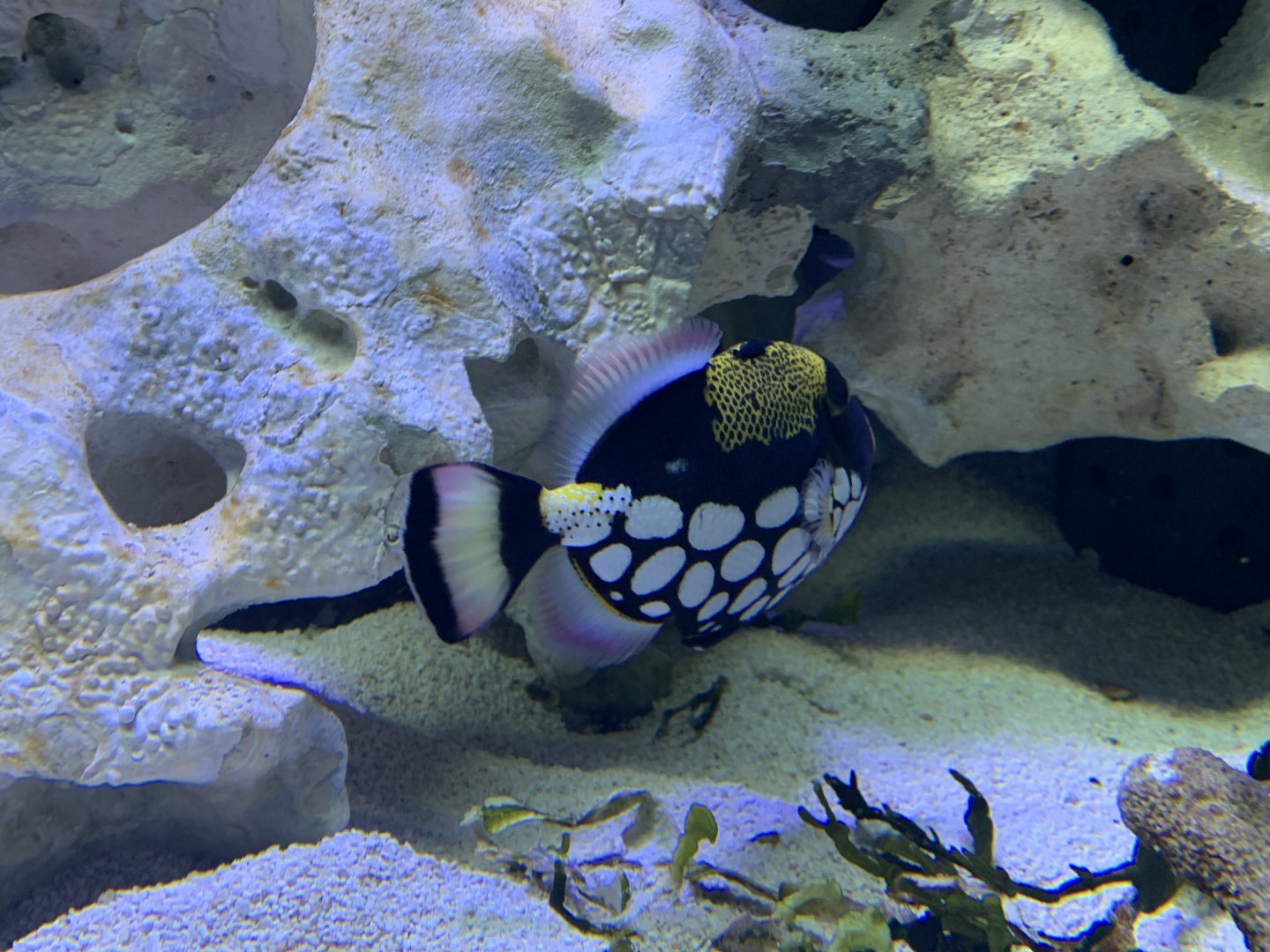 Clown triggerfish