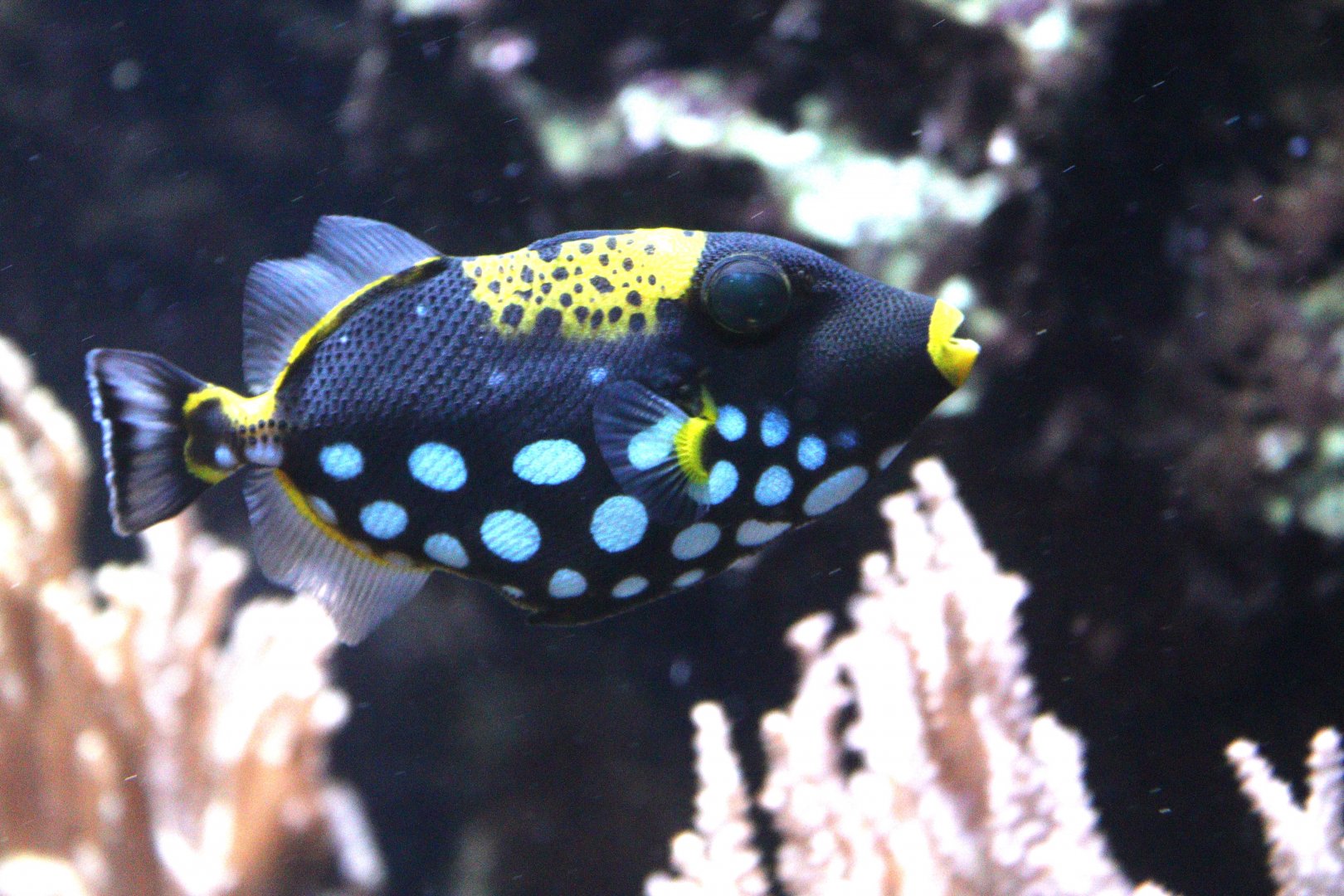 Clown Triggerfish