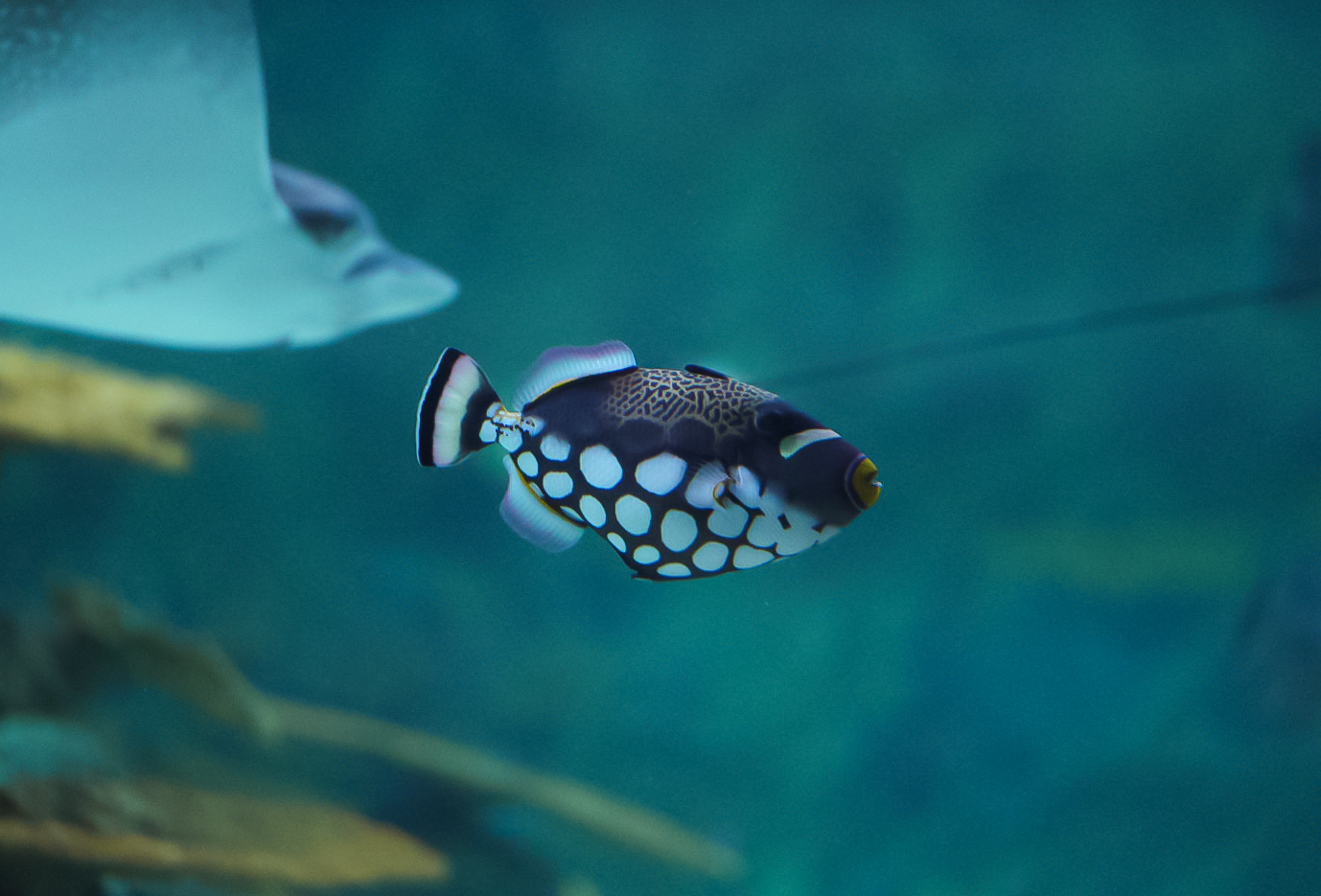 Clown Triggerfish