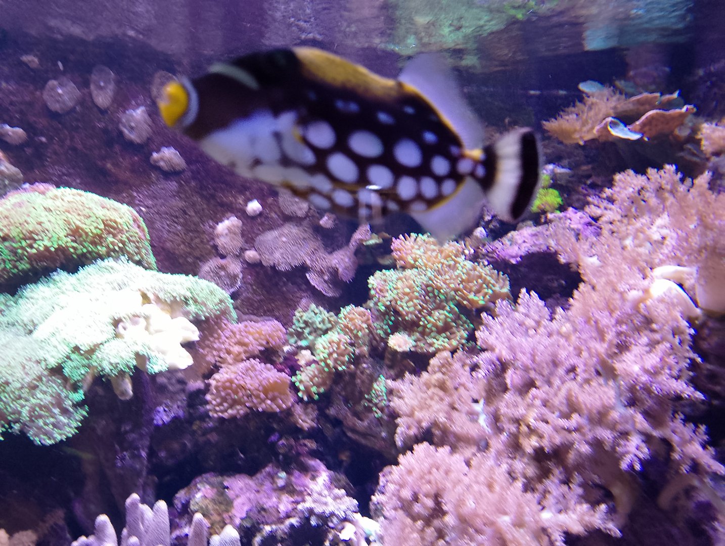 Clown triggerfish