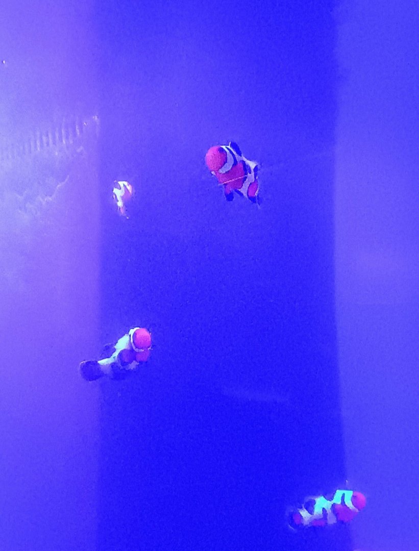 Clownfish (6/21/25)