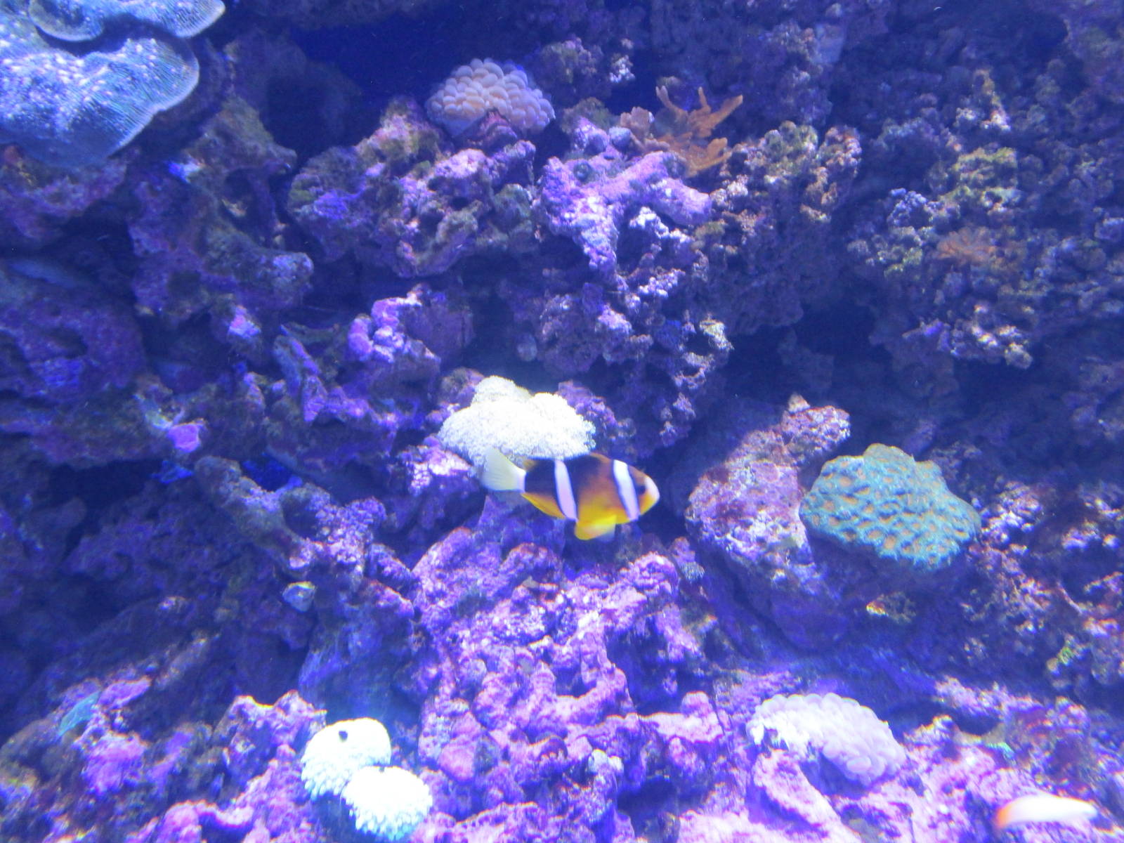 clownfish acuario inbursa