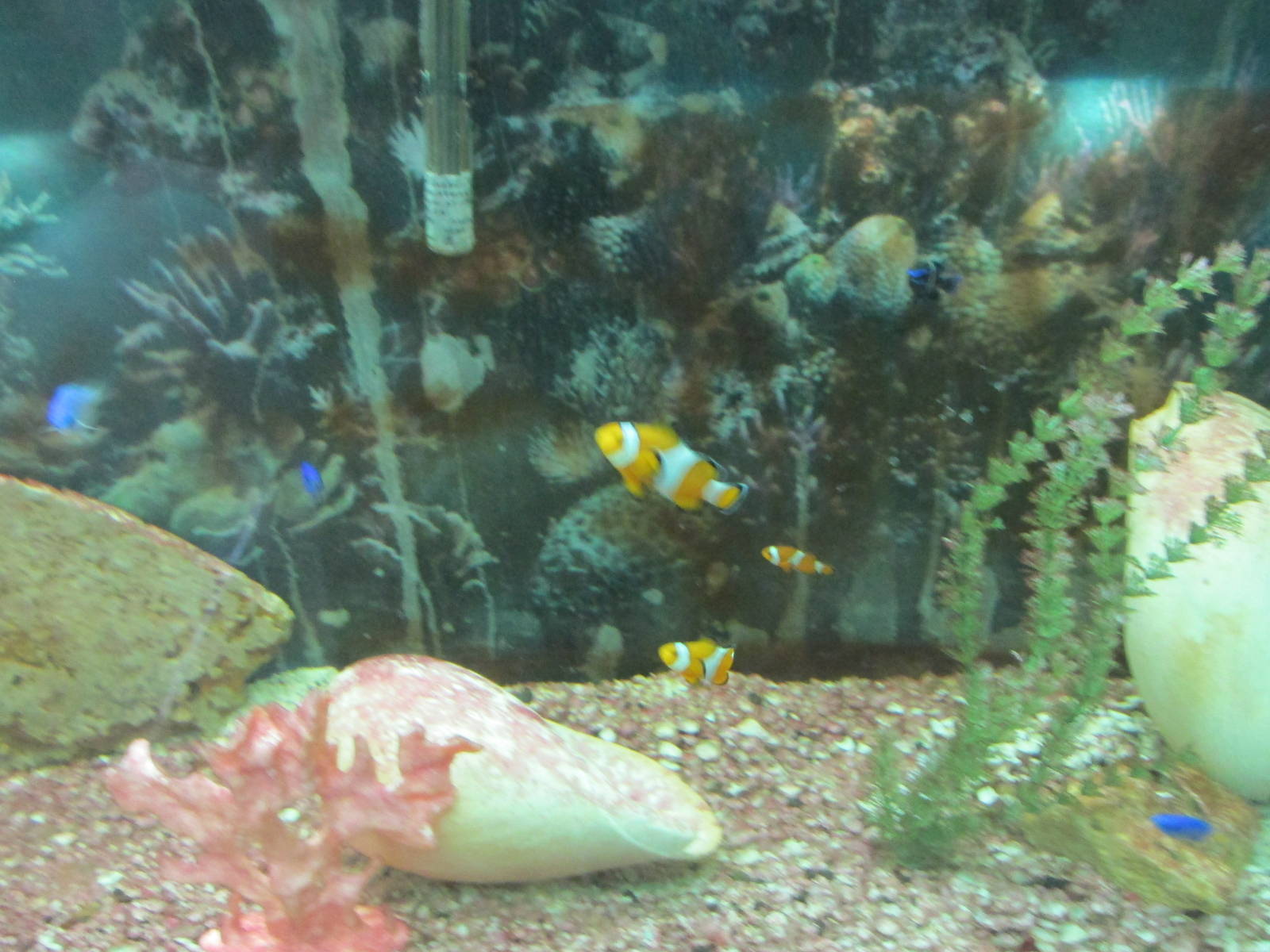 clownfish acuario mendoza